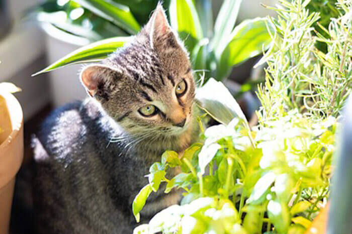 Eine grau melierte Katze sitzt auf einer Fensterbank zwischen Zimmerpflanzen.