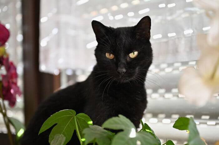 Eine schwarze Katze sitzt auf eine Fensterbank vor einer Pflanze.