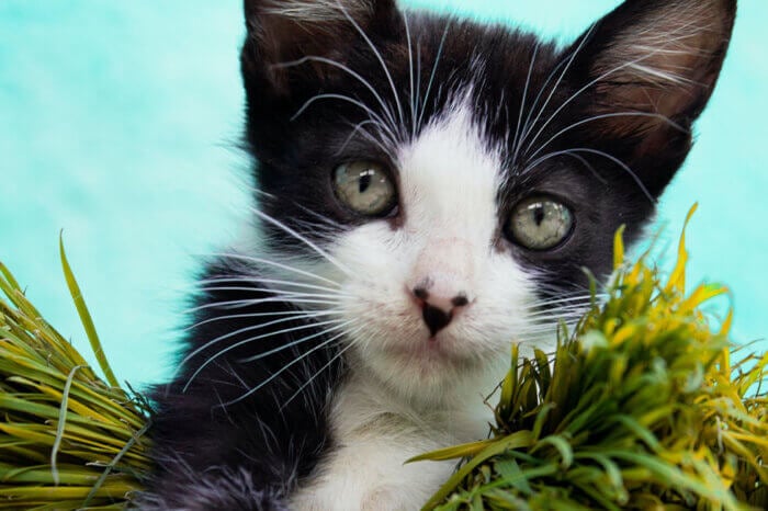 Eine schwarz-weiss gefleckte Katze liegt auf einem Buendel Gras.