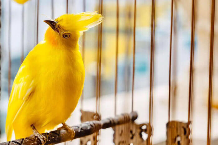Ein gelber Vogel sitzt auf einem Ast in einem Vogelkaefig.