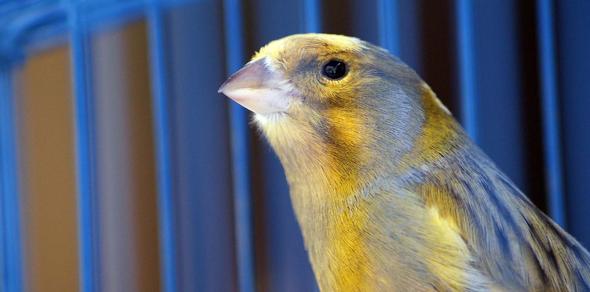 Ein gelber Kanarienvogel in einem Vogelkaefig.