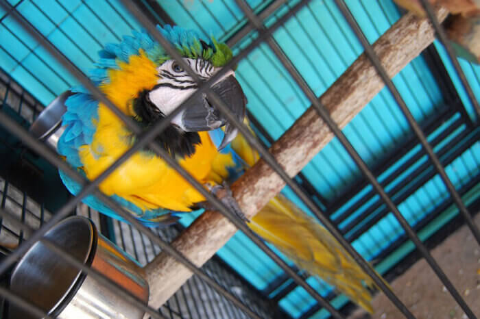 Ein bunter Papagei sitzt auf einem Ast in einem Vogelkaefig.