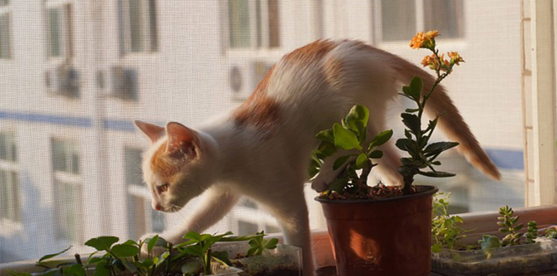 Eine hellbraune Katzen klettert über verschiedene Zimmerpflanzen.