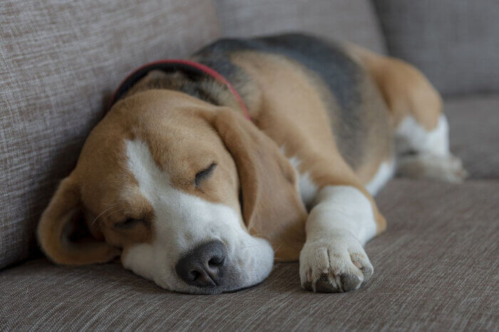 Ein Beagle liegt auf einer grauen Couch und schlaeft.