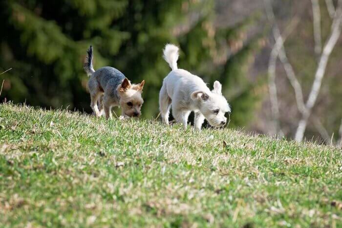 Zwei Hunde schnueffeln auf einer Wiese.