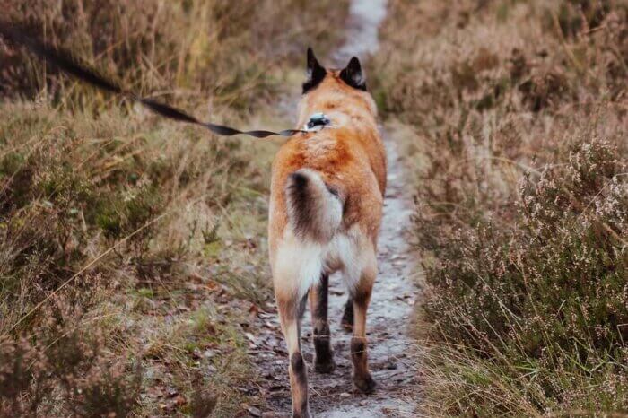 Ein rot melierter Hund ist an einer schwarzen Leine und laeuft durch eine Wiese.