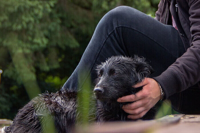 Ein schwarzer Hund sitzt am Bordstein mit einer Person.