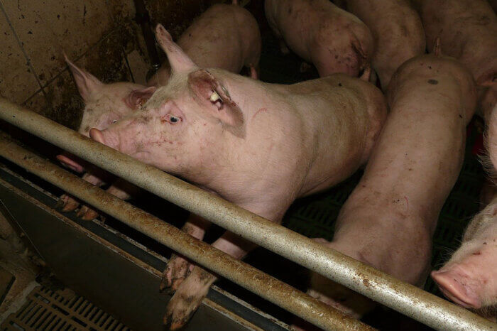 Schweine stehen dicht gedraengt in einer Bucht in einem Stall.
