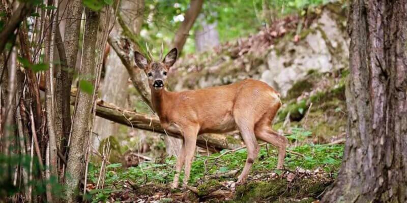 Reh im Wald