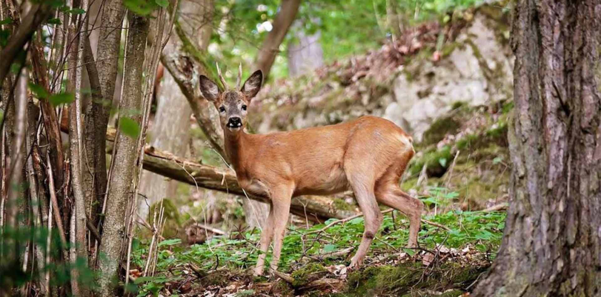 Reh im Wald