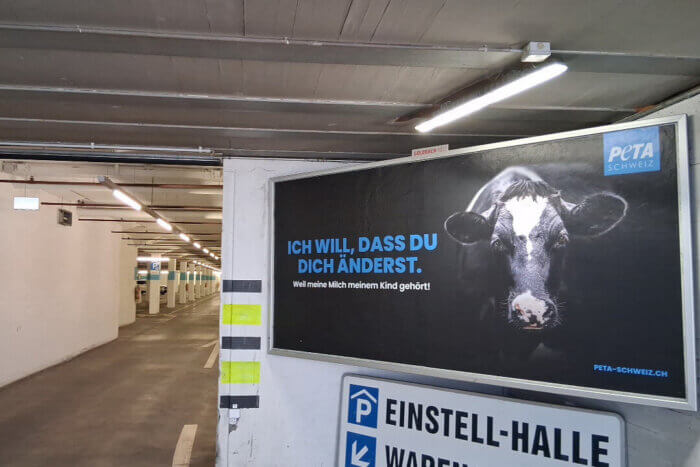 PETA Schweiz Plakatkampagne "Ich will, dass du dich änderst" mit Kuhmotiv