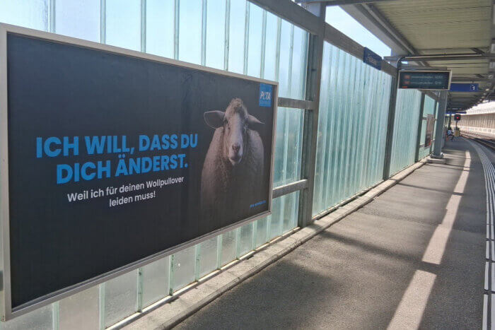 PETA Schweiz Plakatkampagne "Ich will, dass du dich änderst" mit Schafmotiv
