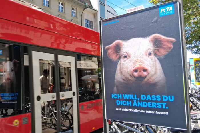 PETA Schweiz Plakatkampagne "Ich will, dass du dich änderst" mit Schweinmotiv