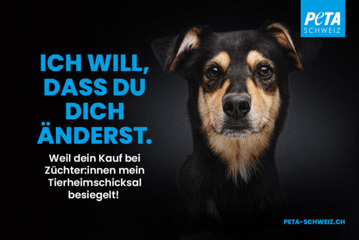 PETA CH Plakatkampagne mit Tiermotiv Hund "Ich will, dass du dich änderst"