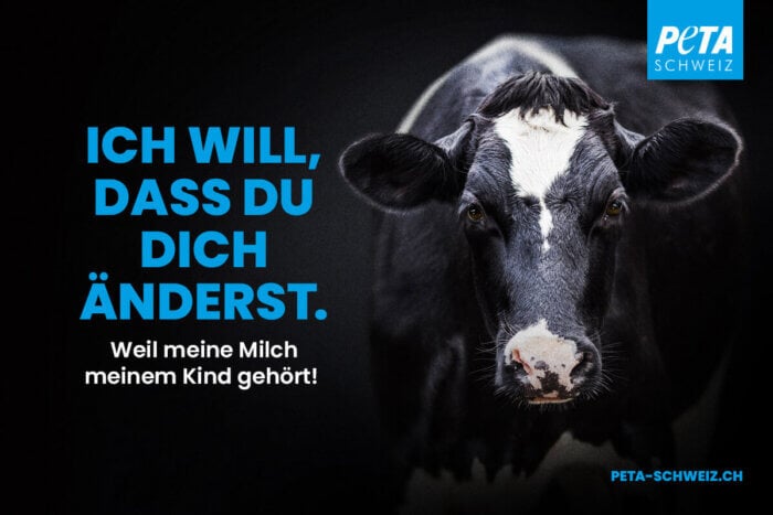 PETA CH Plakatkampagne mit Tiermotiv Kuh "Ich will, dass du dich änderst"
