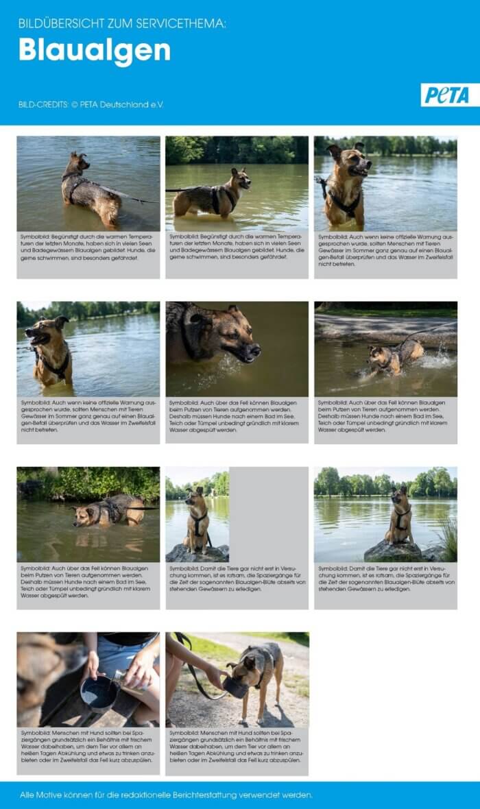 Symbolbild eines Hundes in einem See. Symbolisch für die Gefahr von Blaualgen.