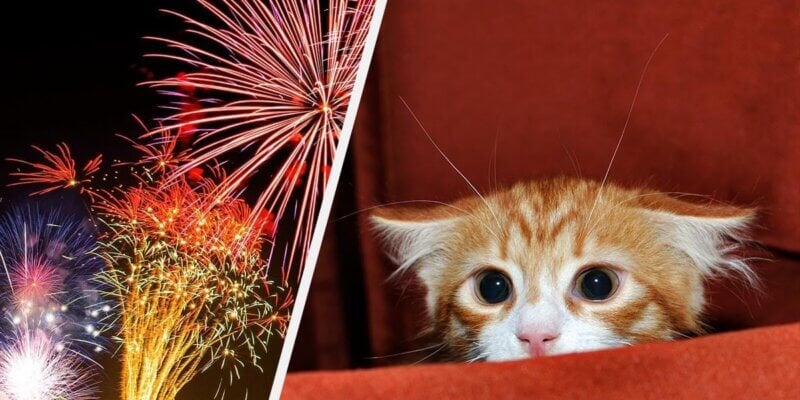 Katze hat Angst vor Feuerwerk.